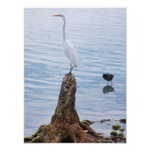 Foto Egret Perch