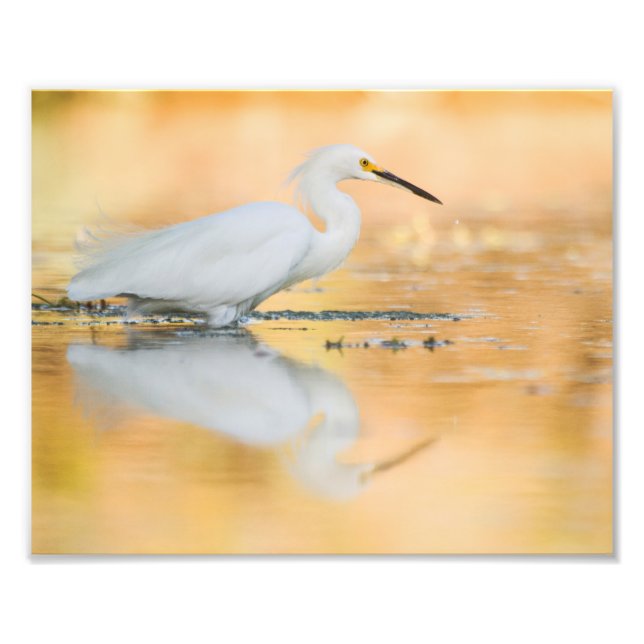 Foto Egret quando o sol se pôr (Frente)