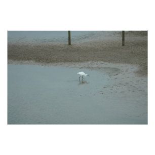 Foto Egret Wading