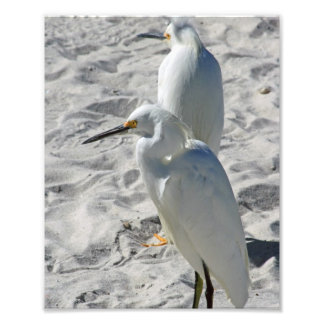 Foto Egrets on Beach