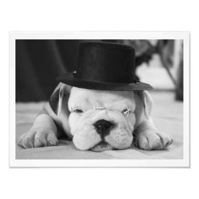 Foto "Einstein", Inglês Bulldog (Frente)