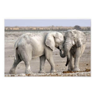 Foto Elefante