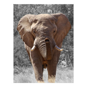 Foto Elefante africano