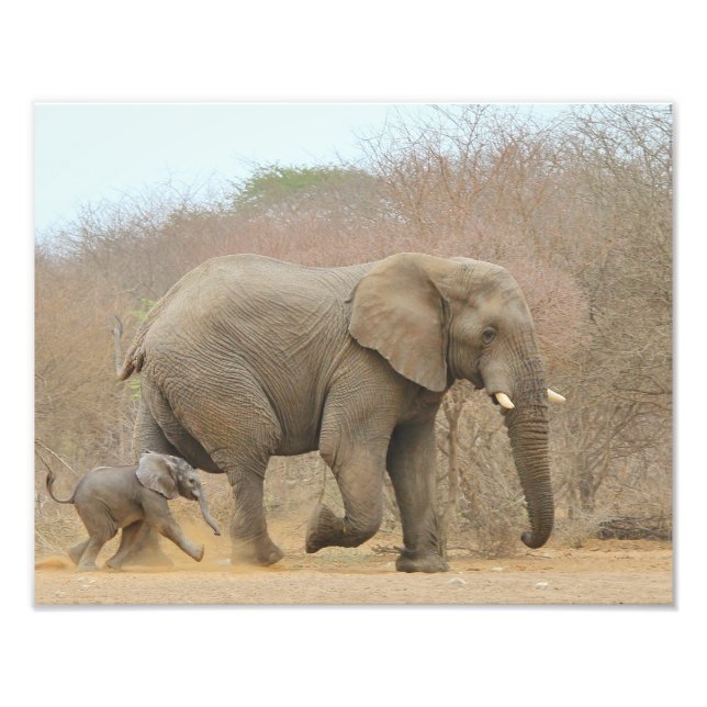 Foto Elefante - Bebês Animais Bonitos (Frente)