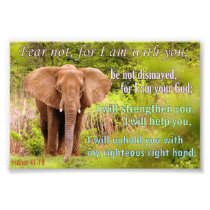 Foto Elefante com 41:10 de Isaiah