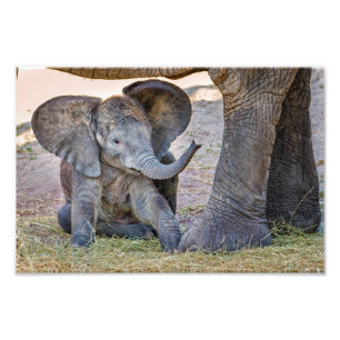 Foto Elefante do bebê