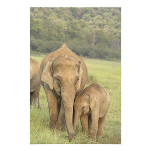 Foto Elefante indiano / asiático e filhote, Corbett