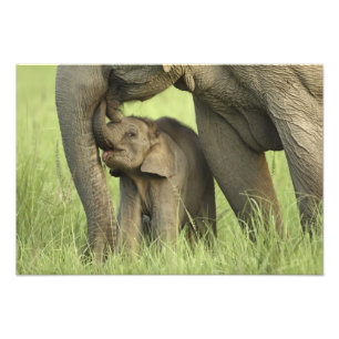 Foto Elefante indiano / asiático e filhote, Corbett 2