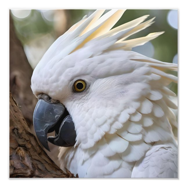 Foto Elegância em Branco: A Majestosa Cockatoo Aussie (Frente)