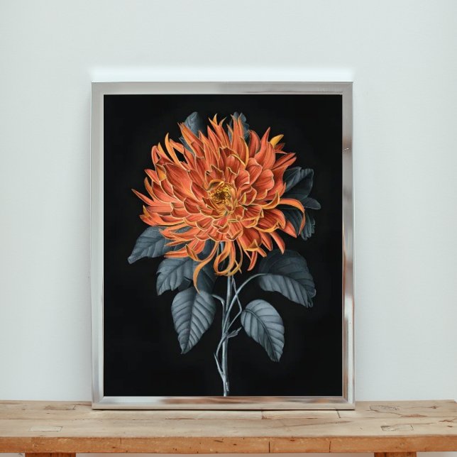 Foto Elegância Fiery: Orange Chrysanthemum (Criador carregado)