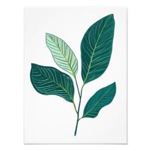 Foto Elegância Verde: Folhas de Banana em Branco