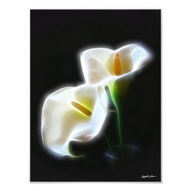 Foto Elegante Calla Lily Flores 13 Impressão moderna (Frente)
