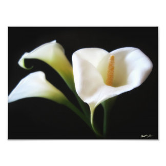 Foto Elegante Calla Lily Flowers 9 Impressão