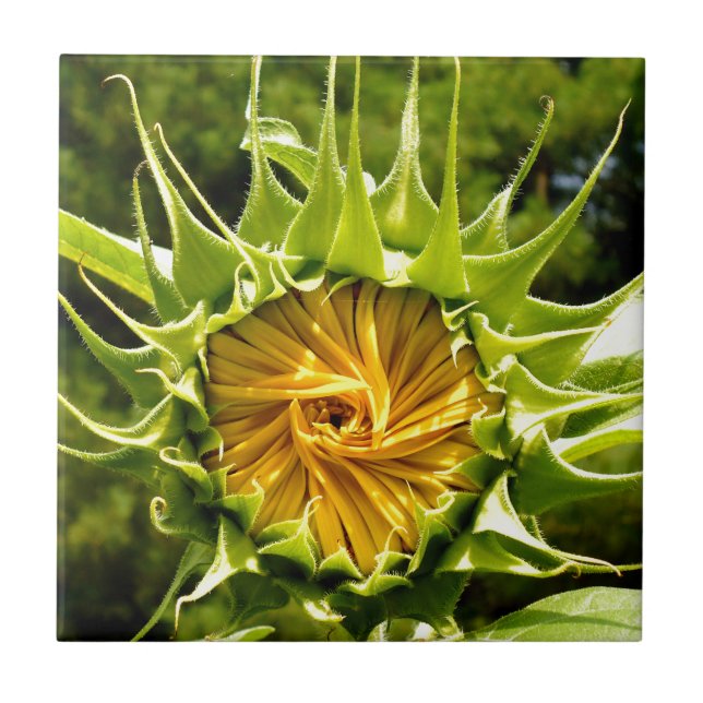 Foto elegante de girassol amarelo (Frente)