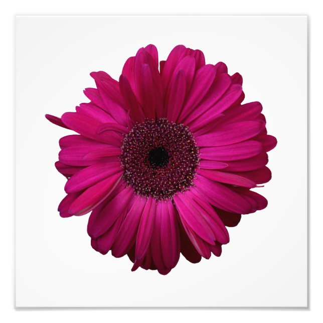 Foto Elegante rosa Gerbera Daisy Photo Impressão (Frente)
