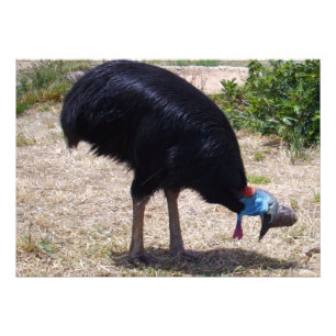 Foto Eliminador de Insetos de aves Cassowary,