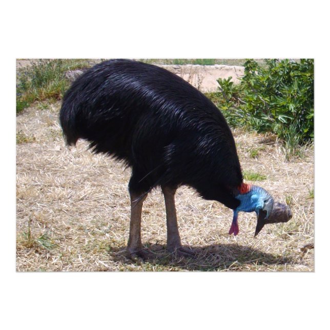 Foto Eliminador de Insetos de aves Cassowary, (Frente)