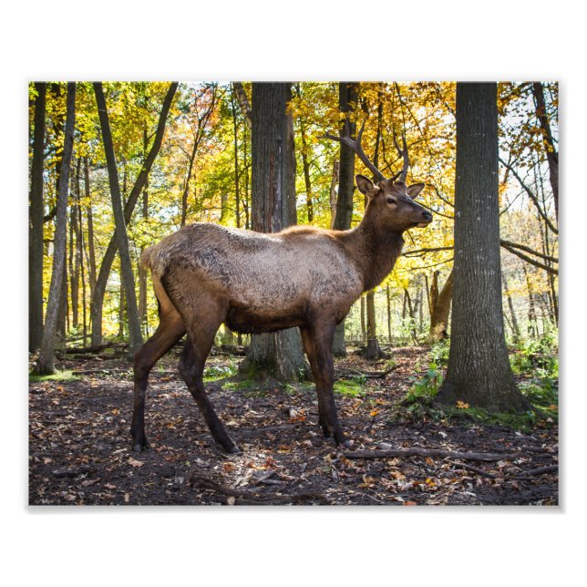 Foto Elk no outono (Frente)