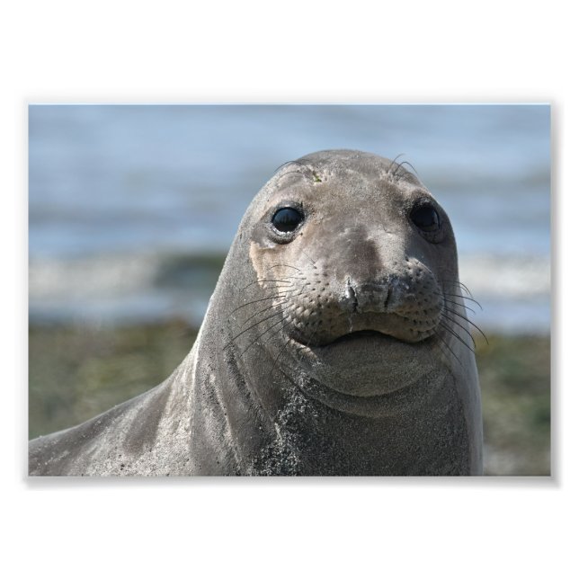 Foto Elsie Mae Anacortes (Frente)