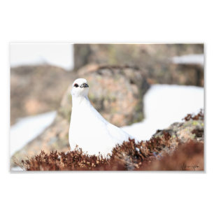 Foto Elusive Ptarmigan
