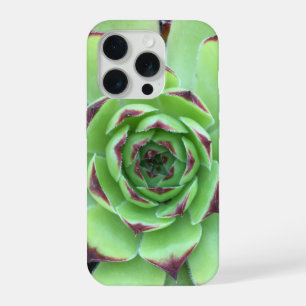 Foto em Close-Up de Suculenta Verde com Pontas Rox