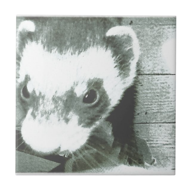 Foto em Ferret (Frente)