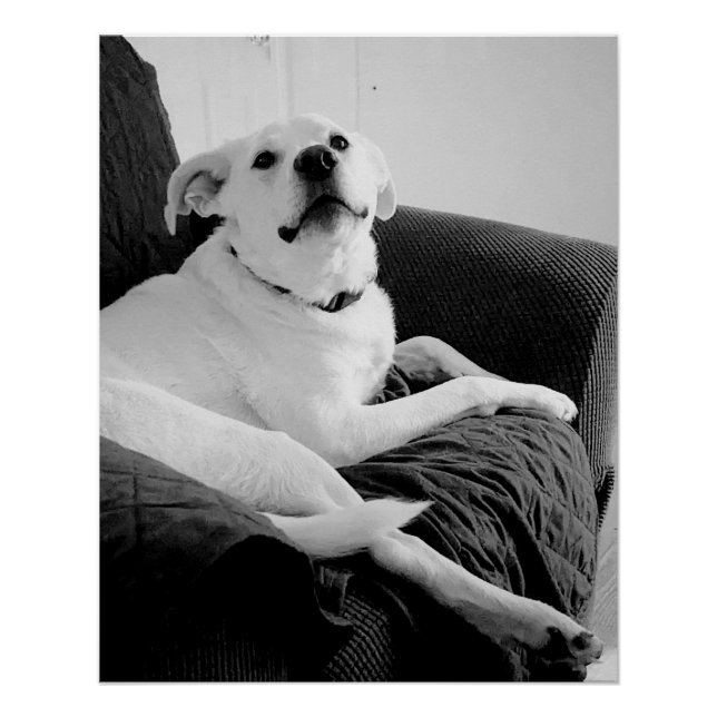 Foto em preto e branco do Impressão de Cachorro Fa (Frente)