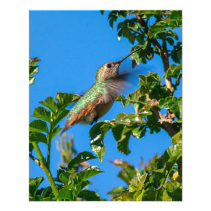 Foto Emerald Flash: Beija-flor em Movimento