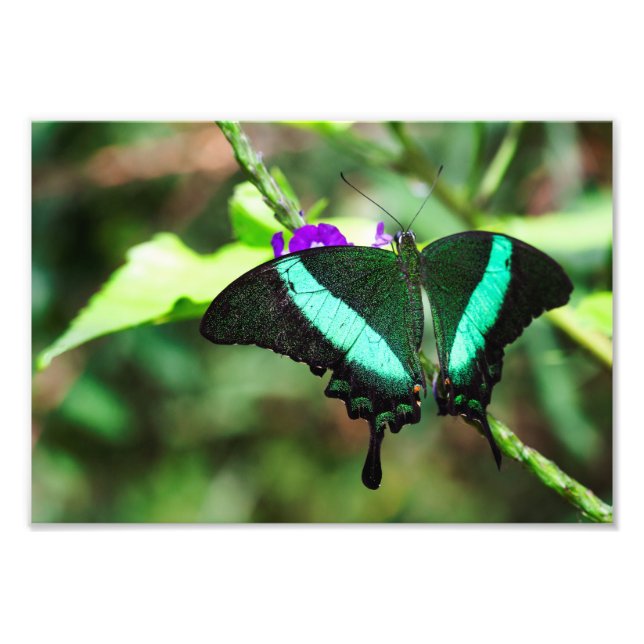 Foto Emerald Swallowtail Exótico (Frente)