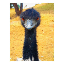 Emu
