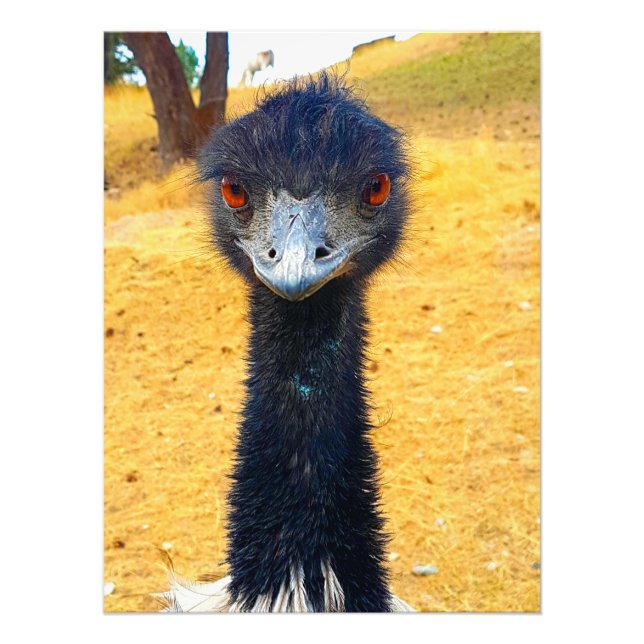 Foto Emu (Frente)