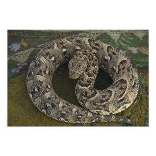 Foto Encantador de cobras Africano Puff-adder Bitis