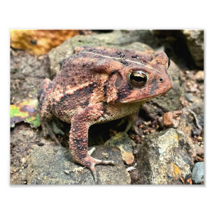 Foto Encerramento do Toad Sul Bonito