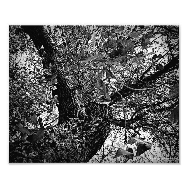 Foto Encontre-me nas árvores (Frente)