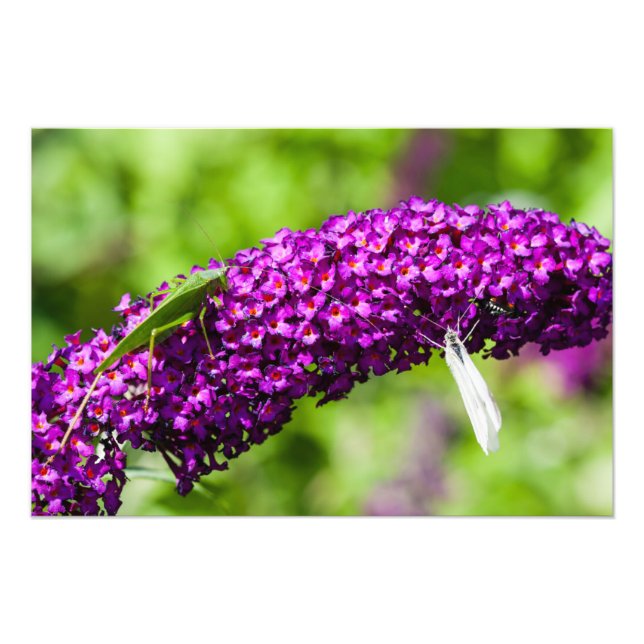 Foto energia katydid (Frente)