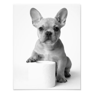 Foto Engraçada de Bulldog Francês com Papel Higiên