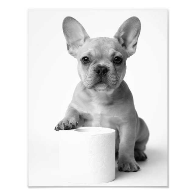 Foto Engraçada de Bulldog Francês com Papel Higiên (Frente)