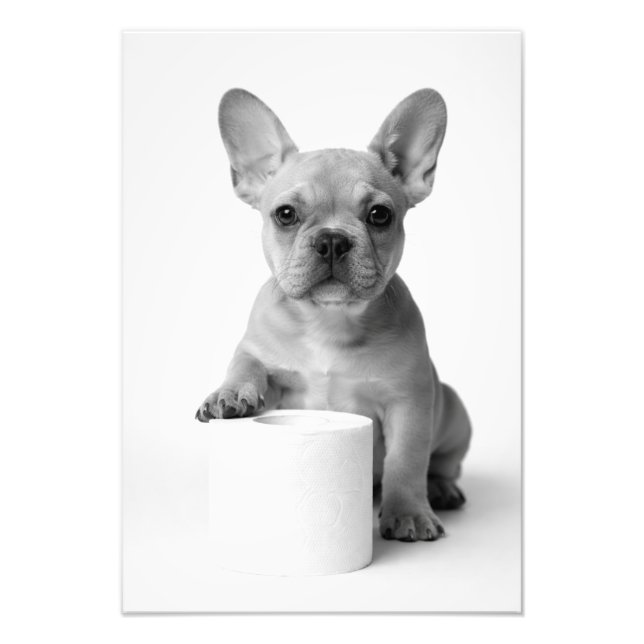 Foto Engraçada de Bulldog Francês com Papel Higiên (Frente)