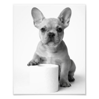 Foto engraçada de papel higiênico de Bulldog Franc