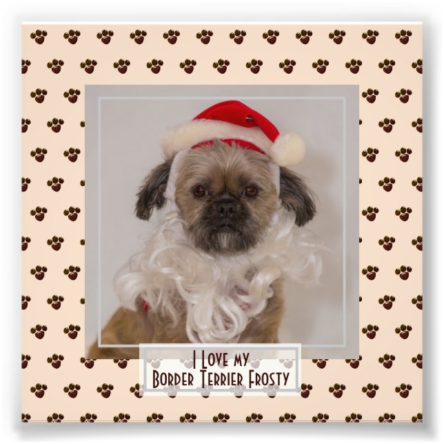 Foto engraçada e fofa de Border Terrier chamada Le (Frente)