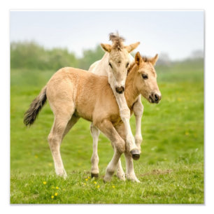 Foto Engraçado Cavalo Selvagem Konik Foals Brincando -