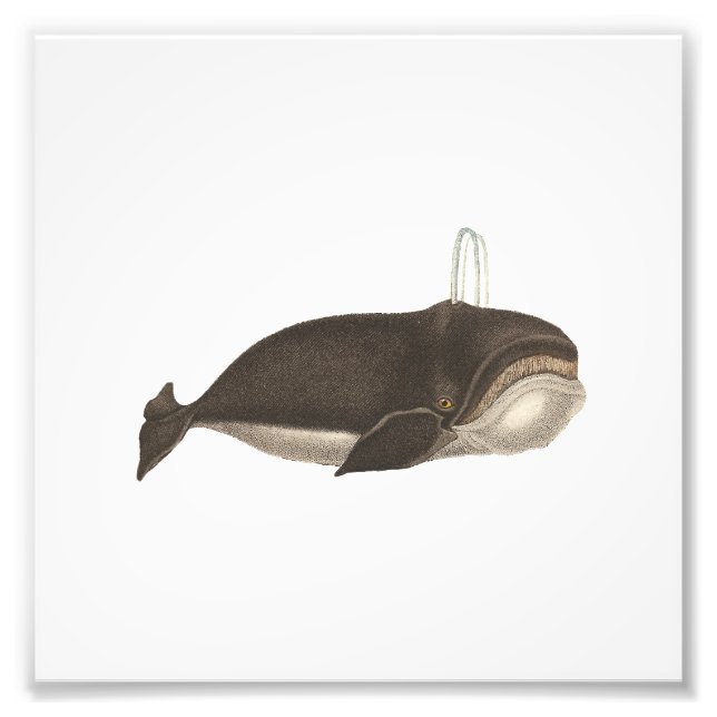 Foto Engrenagem Antica a uma Baleia (Frente)