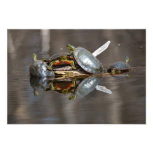 Foto Enxovamento De Tartaruga