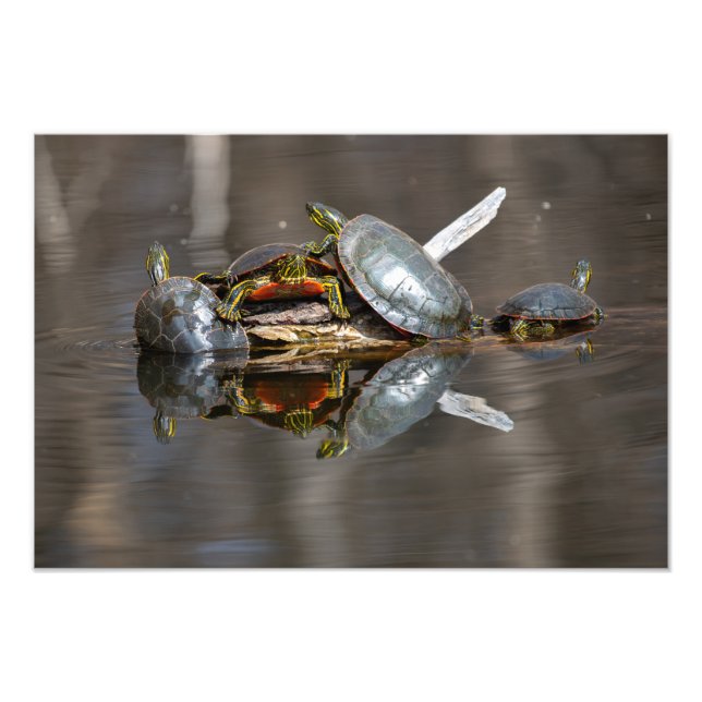 Foto Enxovamento De Tartaruga (Frente)