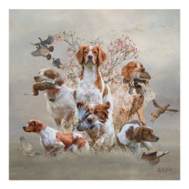 Foto Epagneul Breton, Bretanha Spaniel