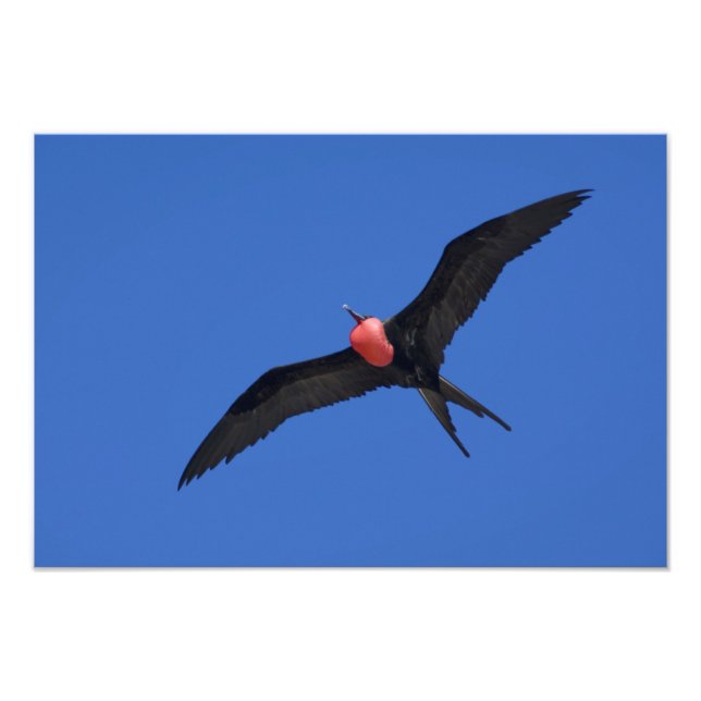 Foto Equador, Galápagos. Ilha de Genovesa (Torre) (Frente)