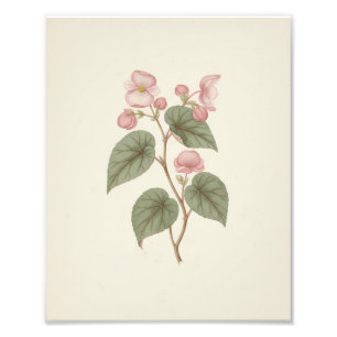Foto Esboço Botânico Antigo Vintage Begônia Rosa