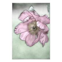 Esboço de Flor de Peônia Rosa
