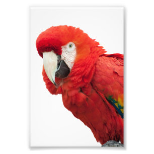 Foto Escarlate do pássaro do Macaw