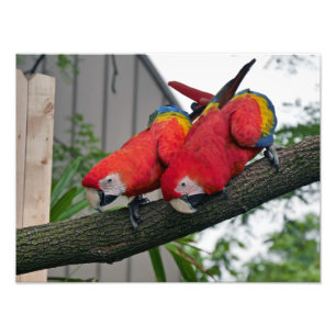 Foto Escarlate dos Macaws